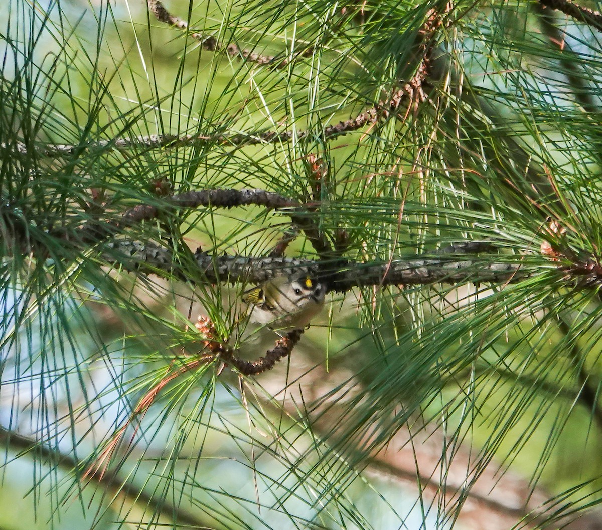 Golden-crowned Kinglet - ML630439500