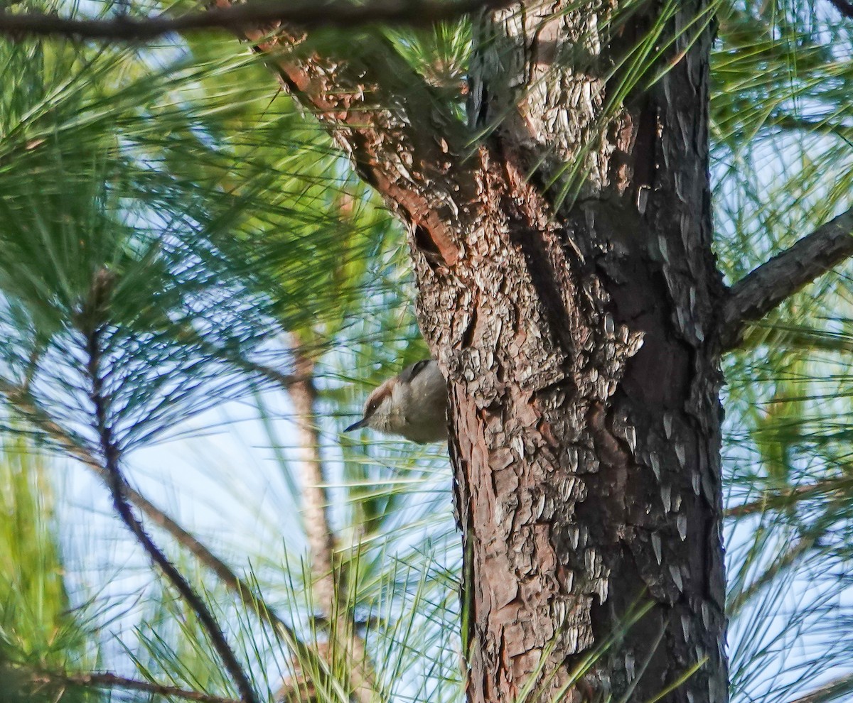 Brown-headed Nuthatch - ML630439506