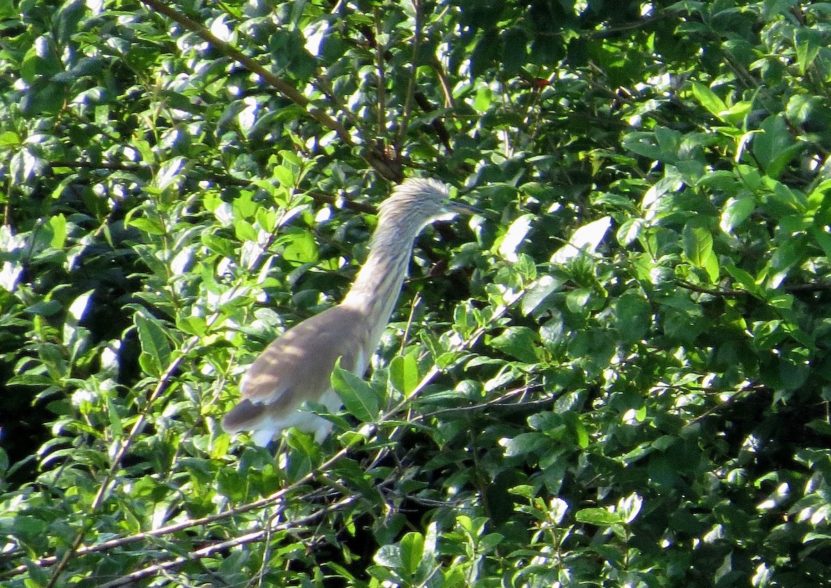 Squacco Heron - ML63043961