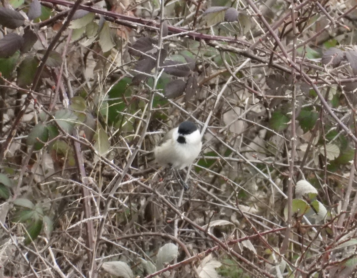 Хар толгойт хөх бух - ML630439728