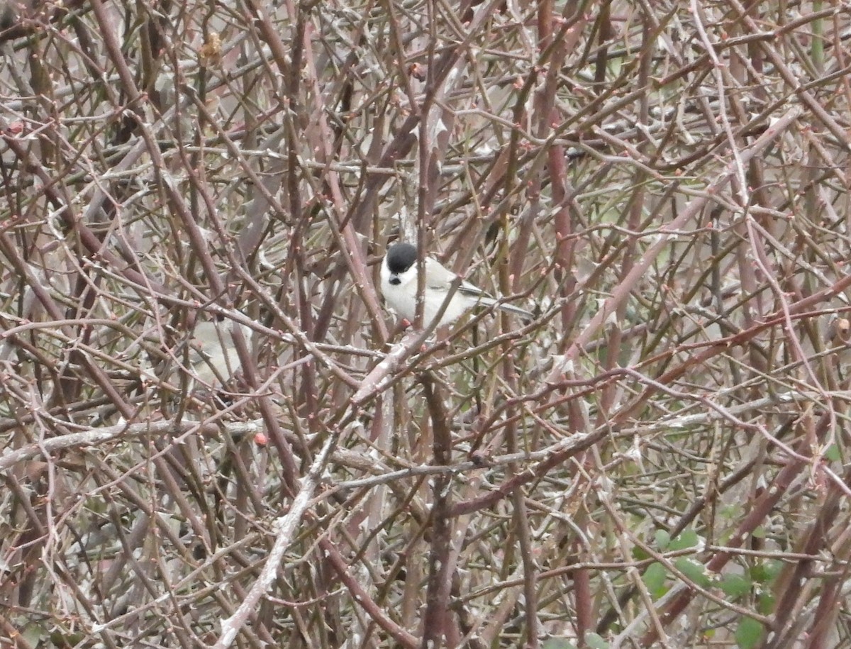 Хар толгойт хөх бух - ML630439729