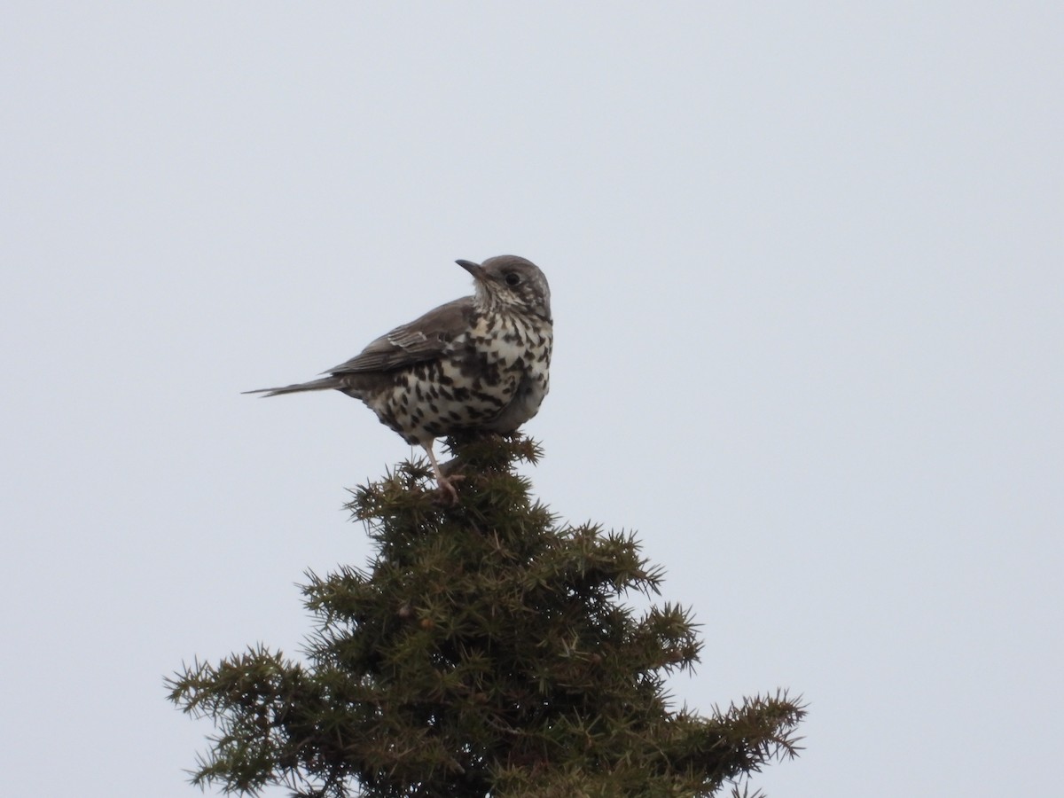 Бужмаг хөөндэй - ML630439798