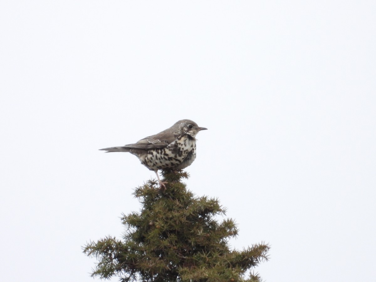 Бужмаг хөөндэй - ML630439799