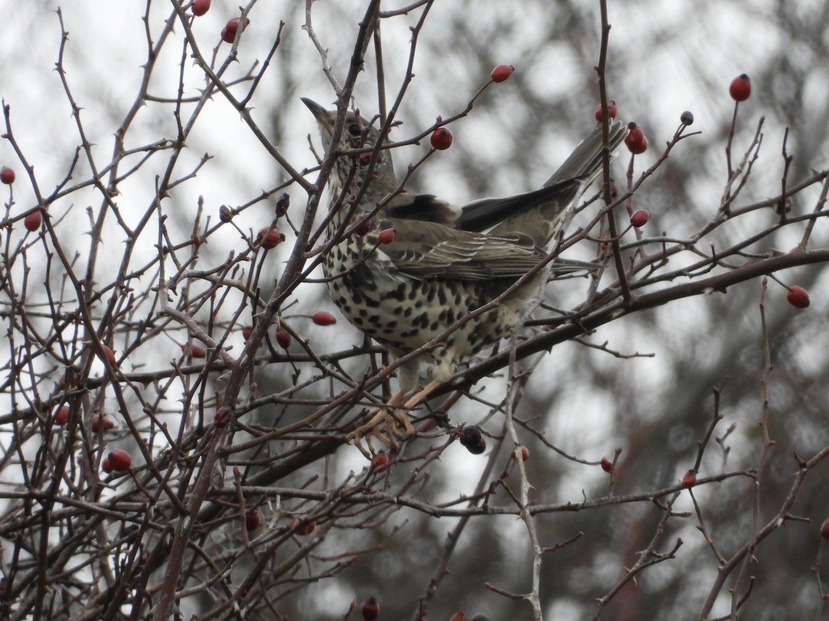 Бужмаг хөөндэй - ML630439800