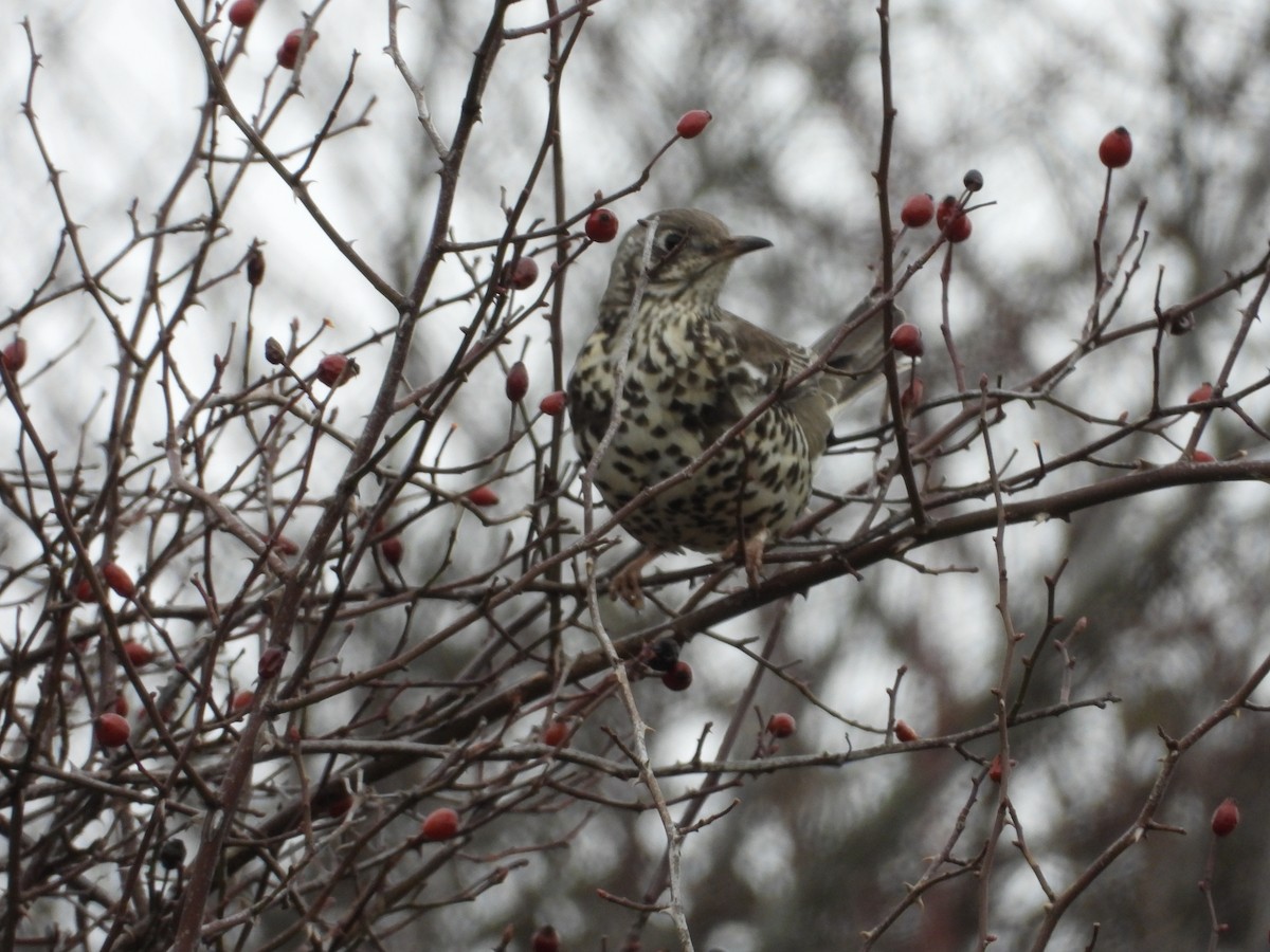 Бужмаг хөөндэй - ML630439801