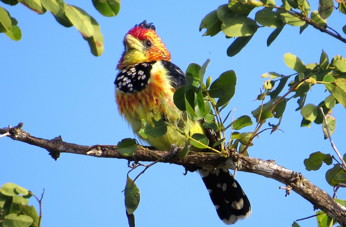 Crested Barbet - ML63043981