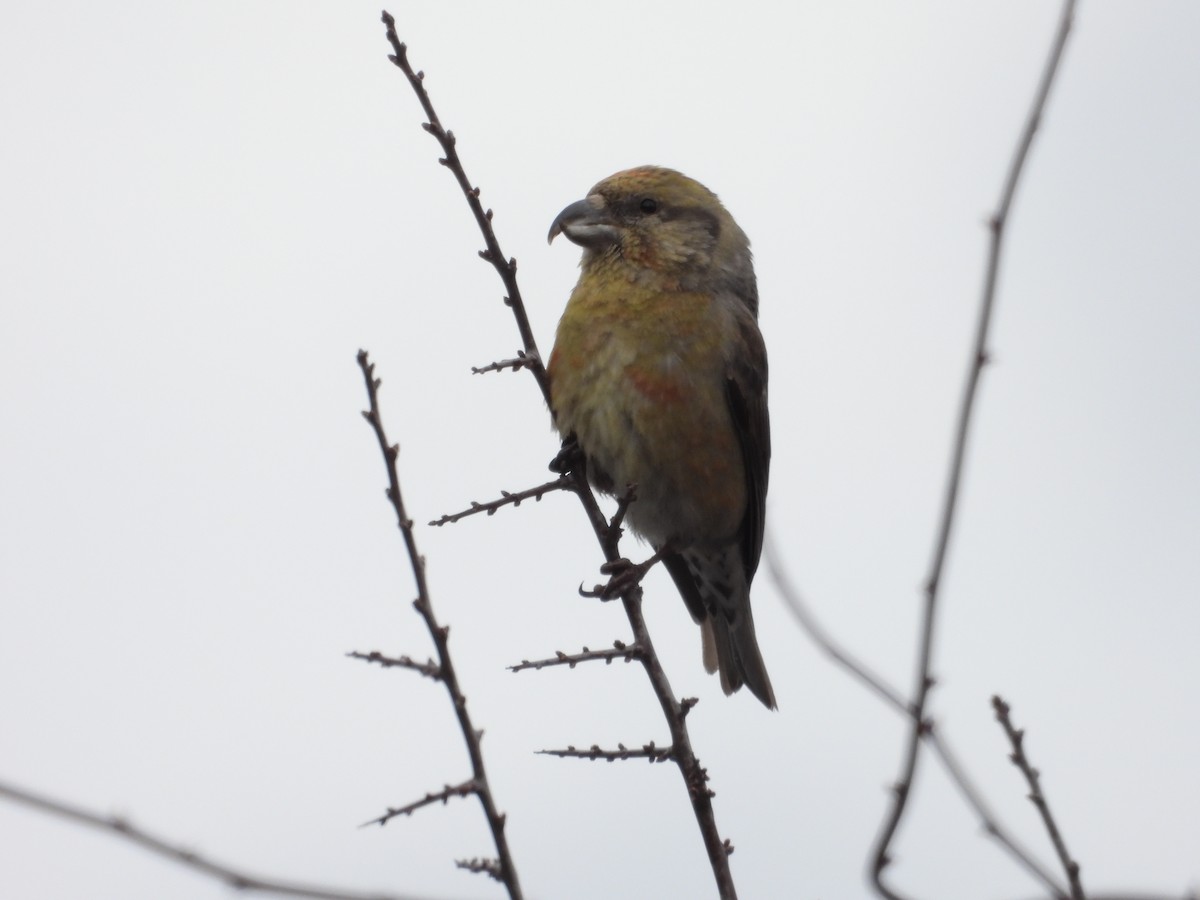 Гацуурын солбин хошуут - ML630439865