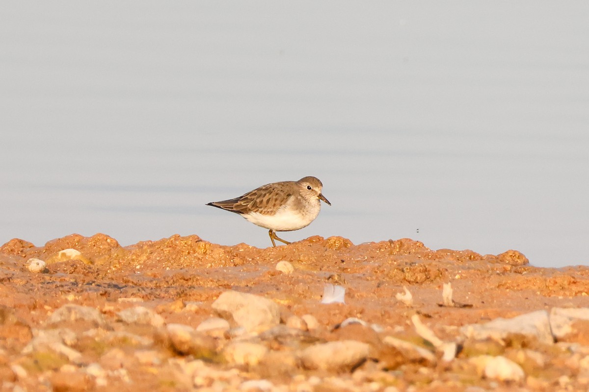 Temminck's Stint - ML630439963