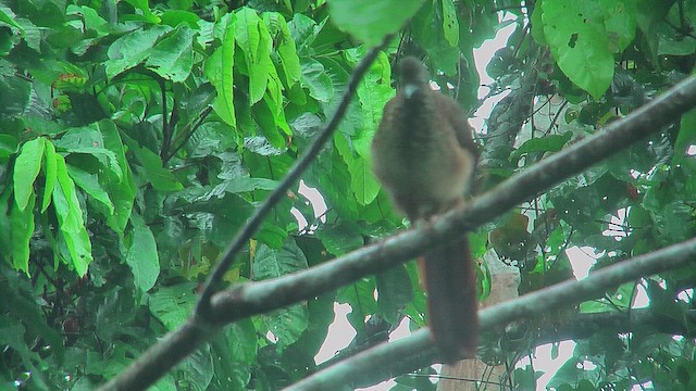 Chachalaca Moteada - ML630440024