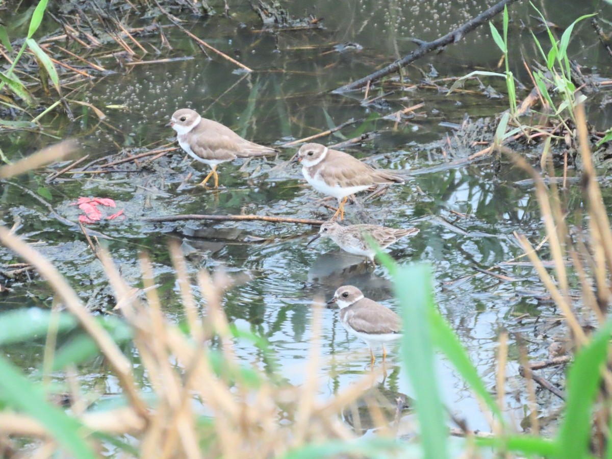 Semipalmated Plover - ML630440153
