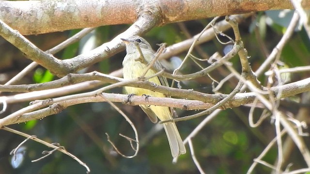 Greenish Elaenia - ML630440214