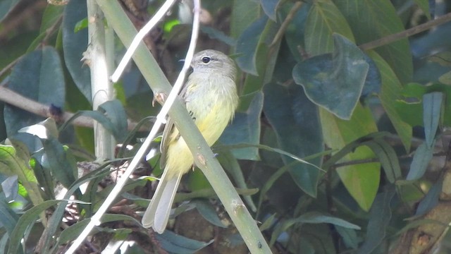 Greenish Elaenia - ML630440216