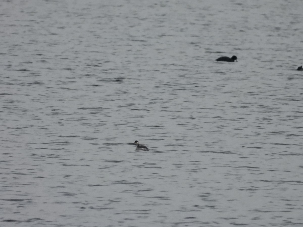 Халтар шунгуур - ML630440231