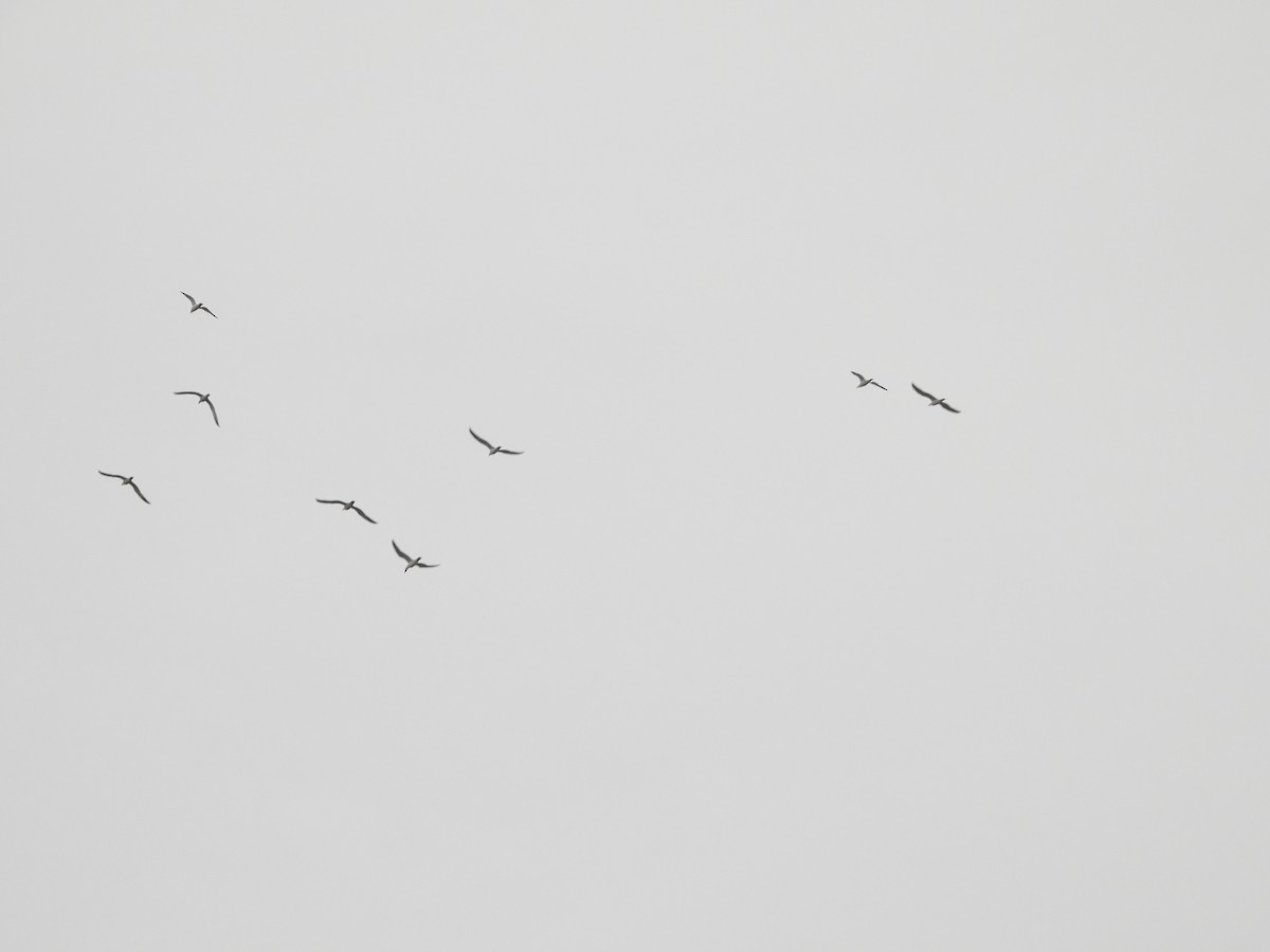 gulbeinmåke - ML630440286