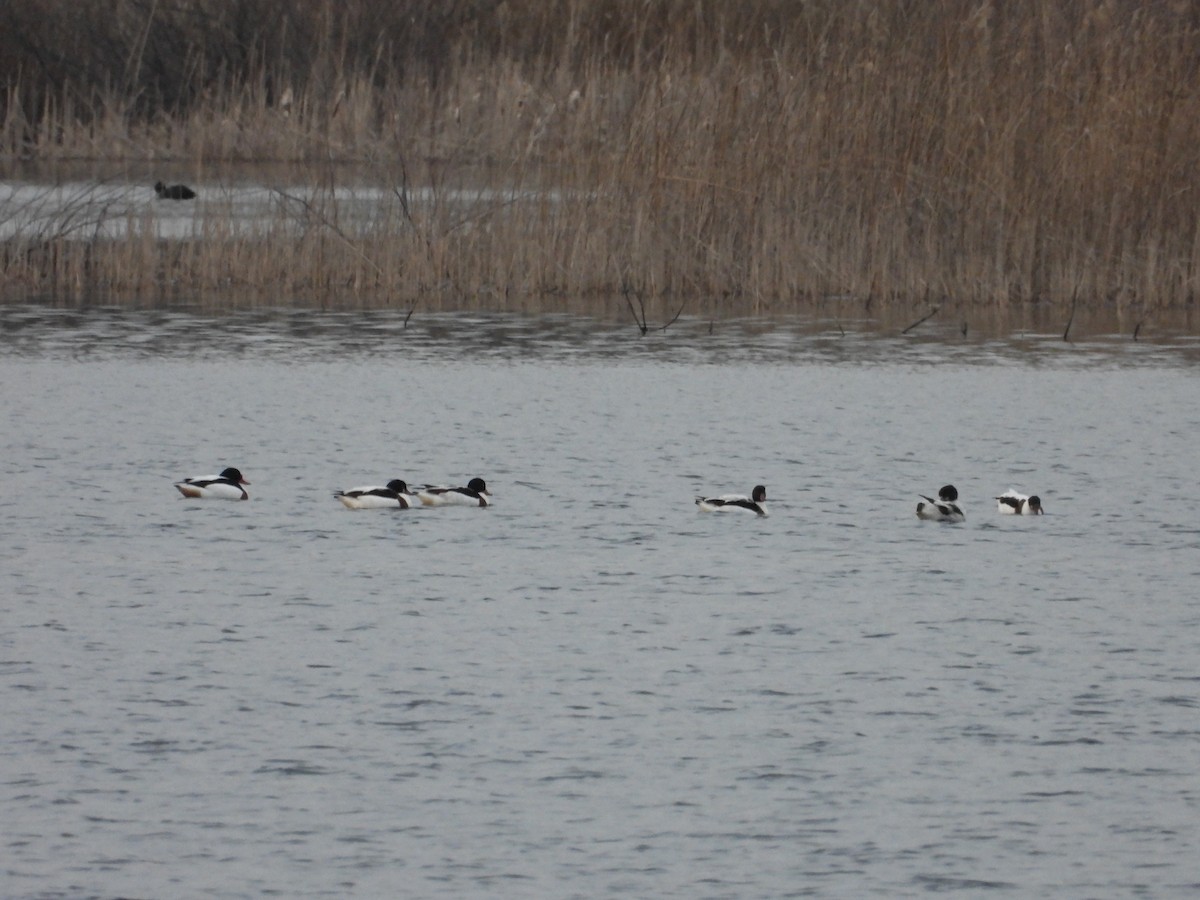 gravand - ML630440348