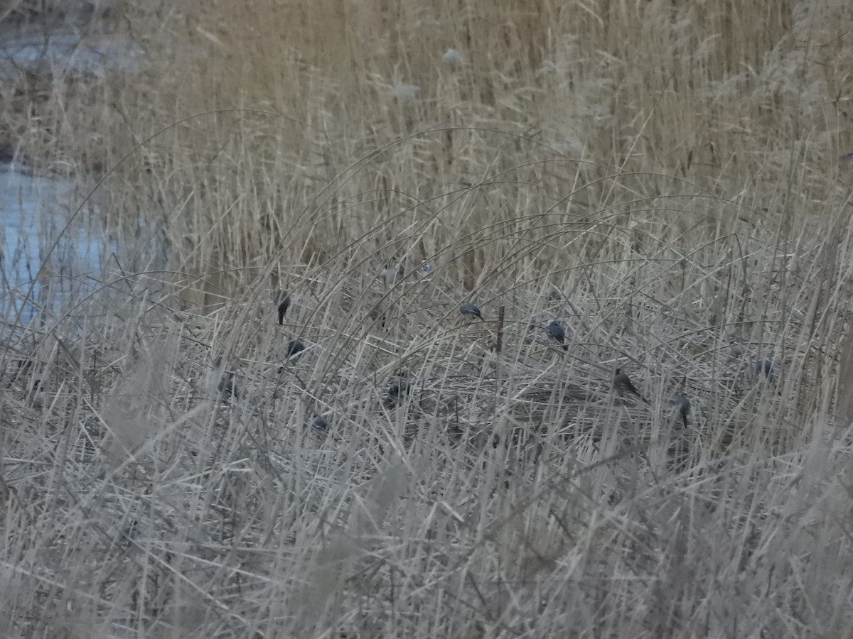 linerle - ML630440425