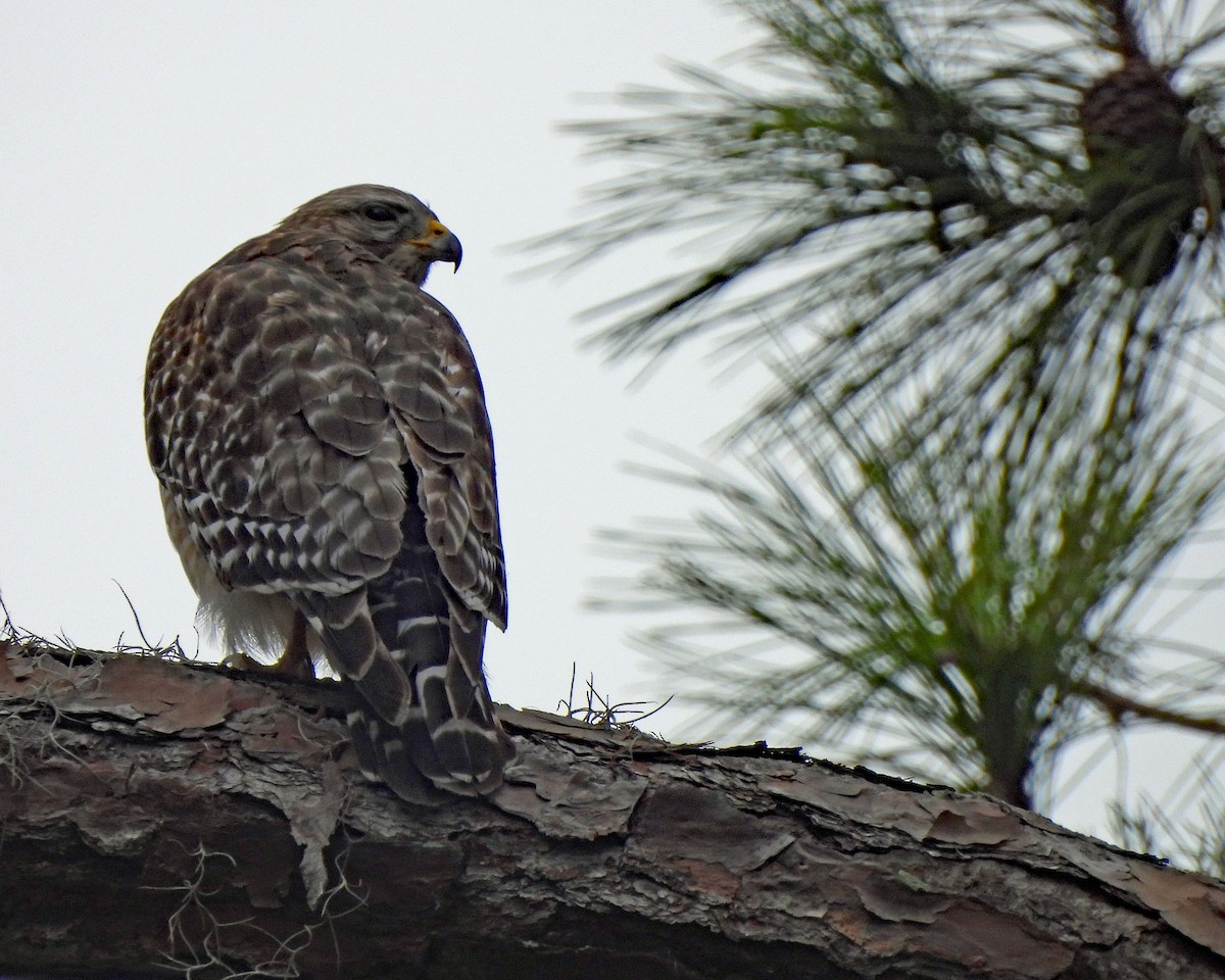 Red-shouldered Hawk - ML630440490