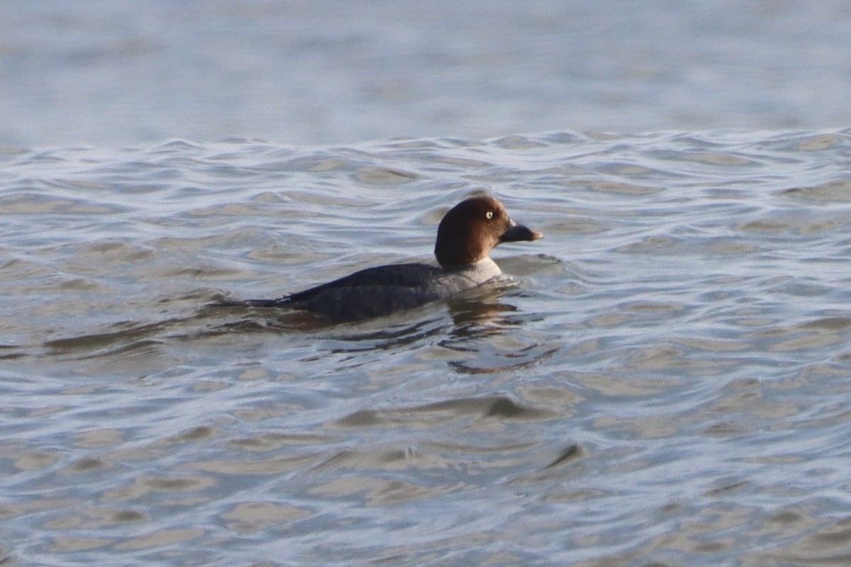 Common Goldeneye - ML630440546