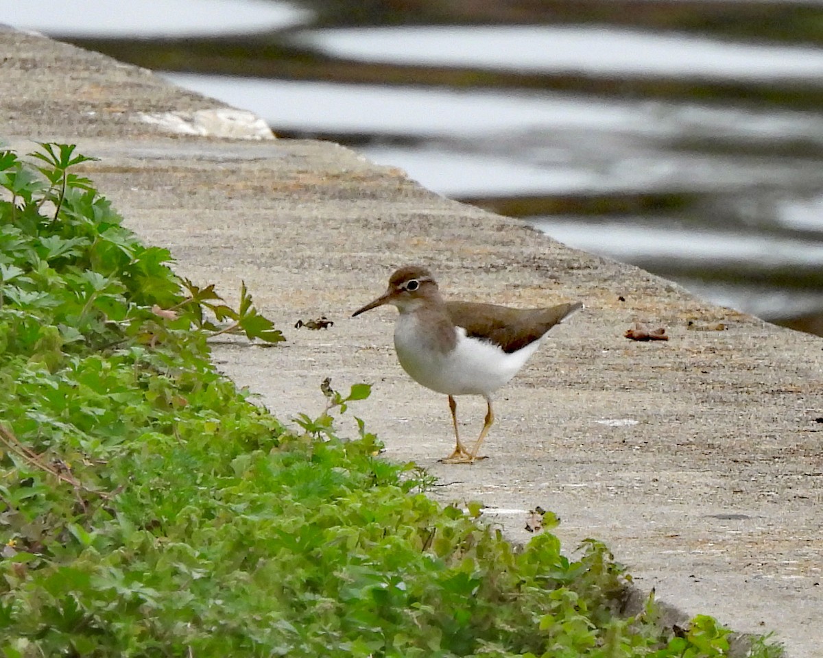 Spotted Sandpiper - ML630440746