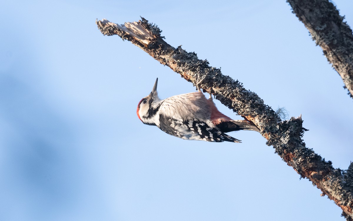 White-backed Woodpecker - ML630440780