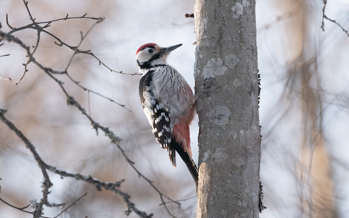White-backed Woodpecker - ML630440782