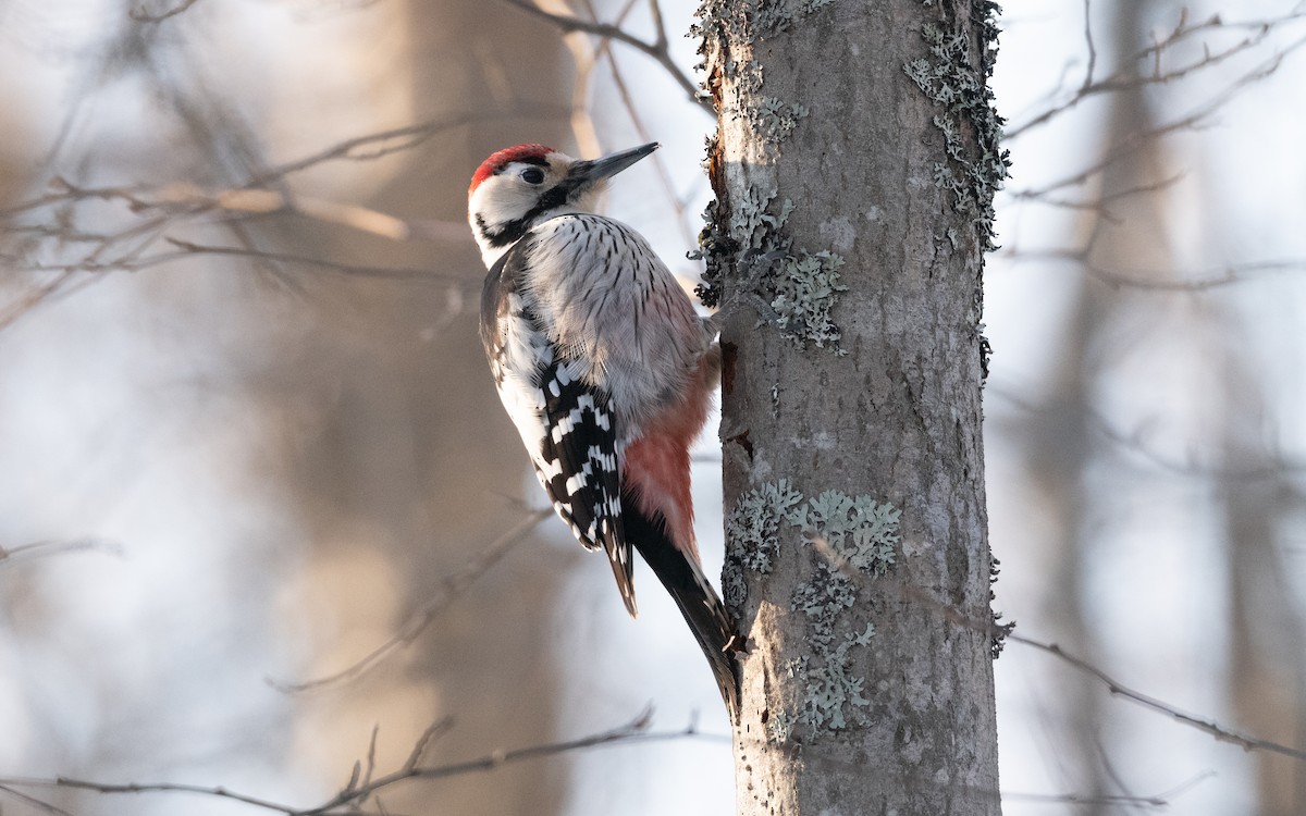 White-backed Woodpecker - ML630440783