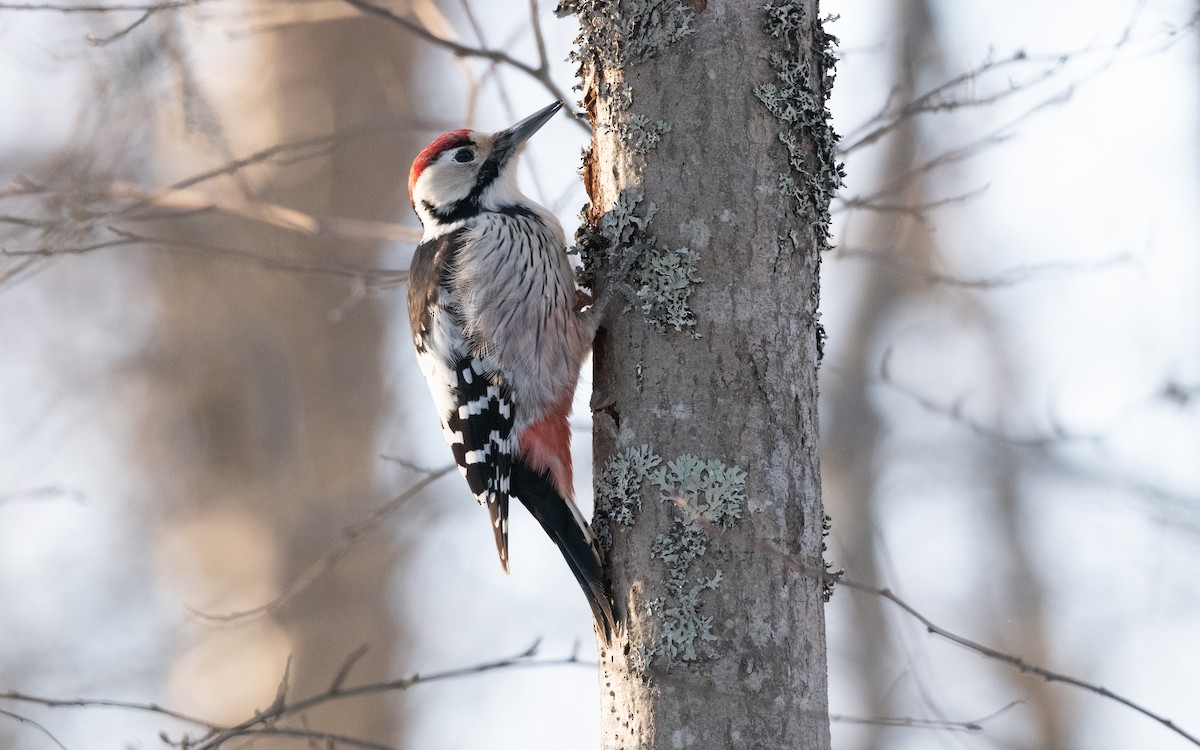 White-backed Woodpecker - ML630440784