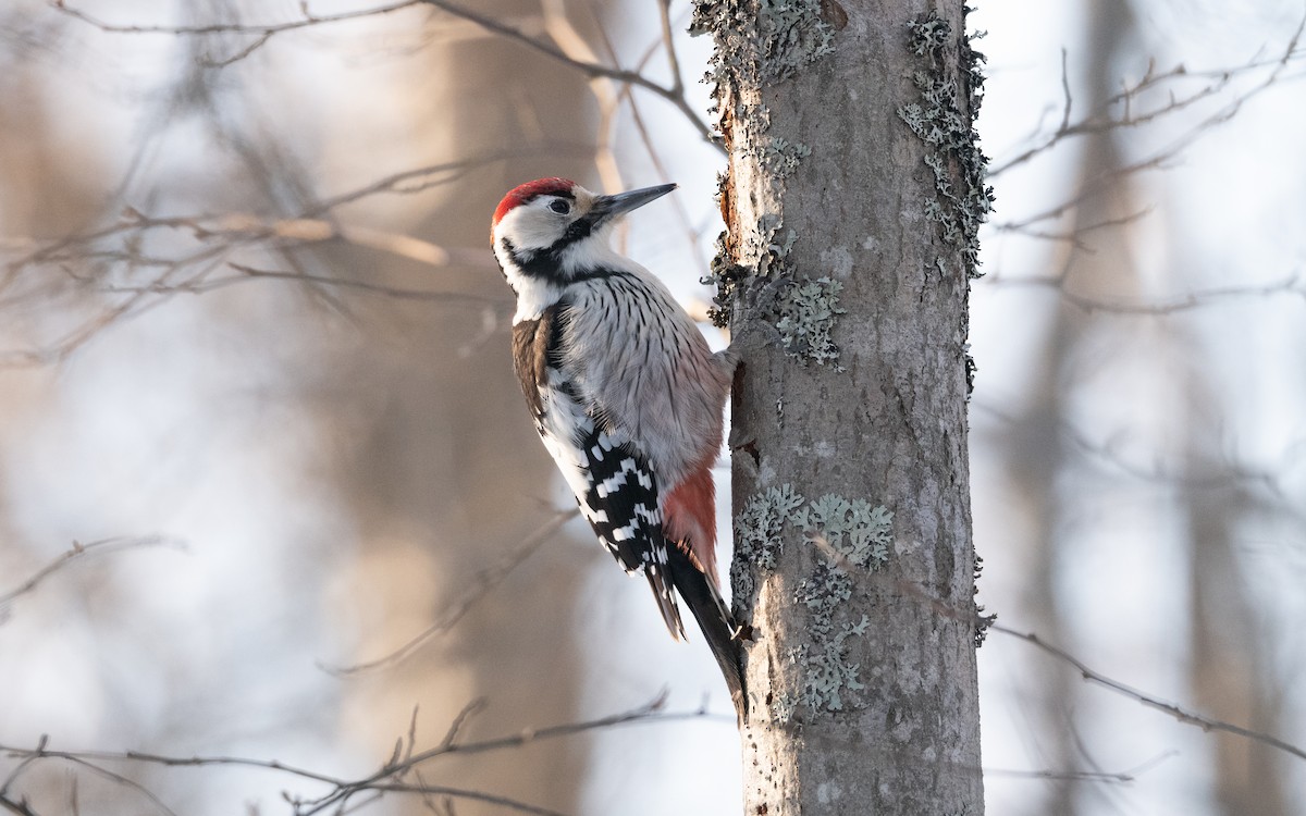 White-backed Woodpecker - ML630440786