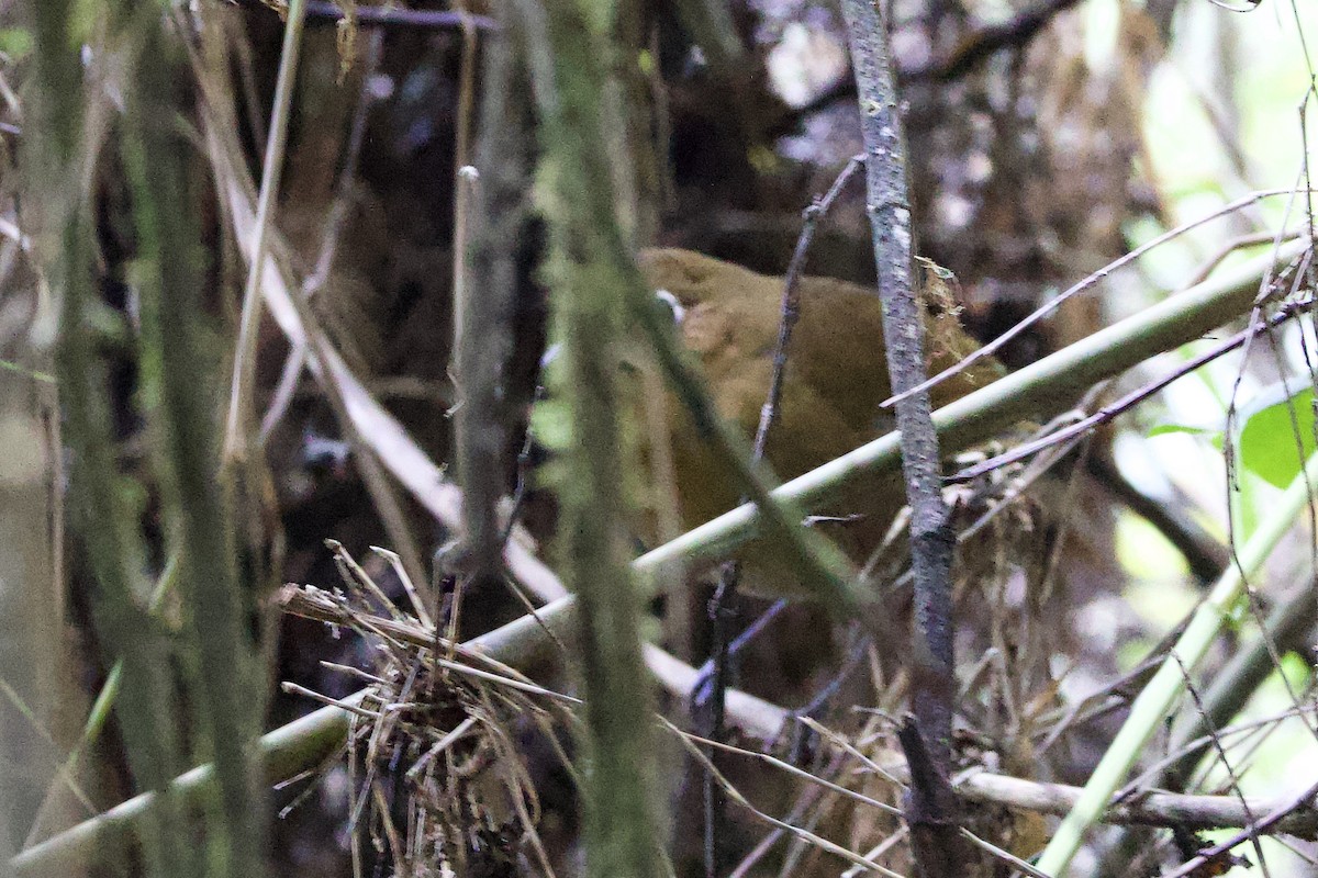 Sierra Nevada Antpitta - ML630440877