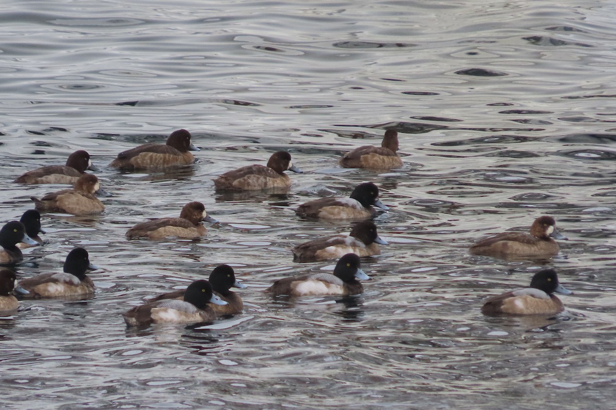 Greater Scaup - ML630441367