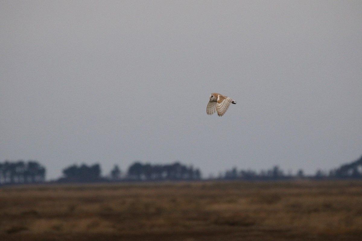 Western Barn Owl (Eurasian) - ML630441371
