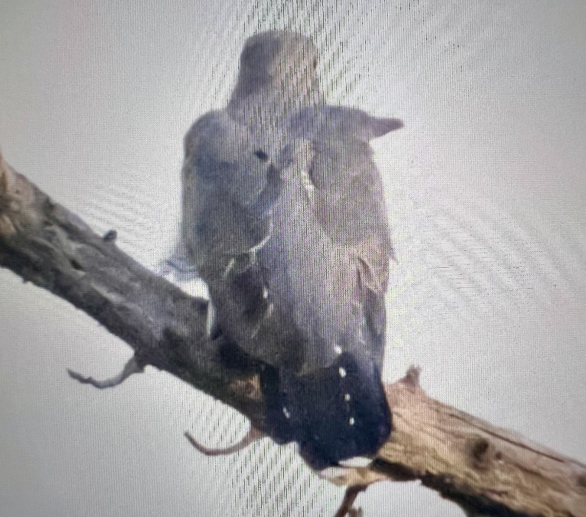 大杜鵑 - ML630441389