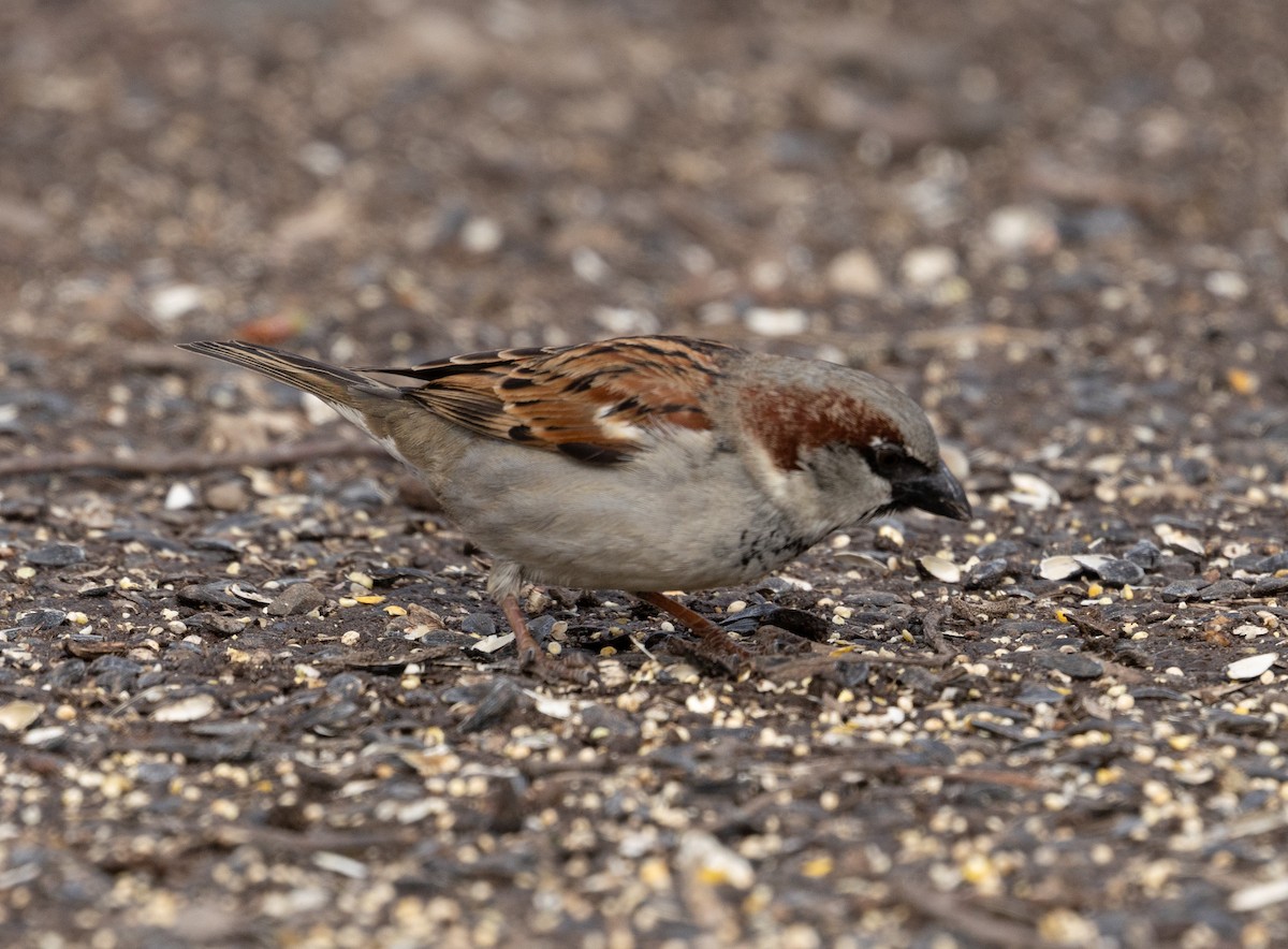 Оронгийн бор шувуу - ML630441421