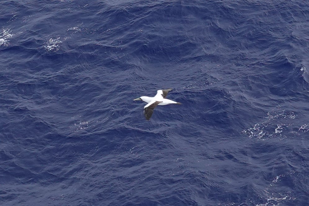 Masked Booby - ML630441433