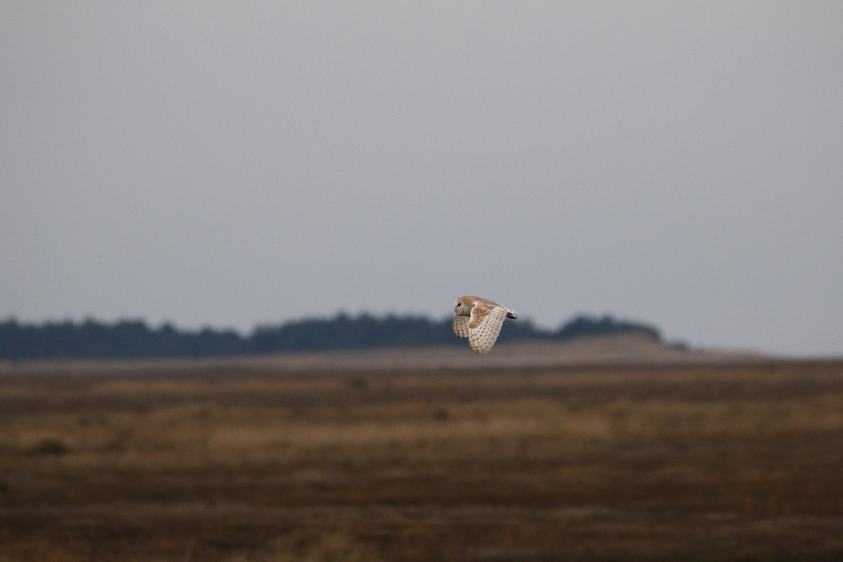 Western Barn Owl (Eurasian) - ML630441450