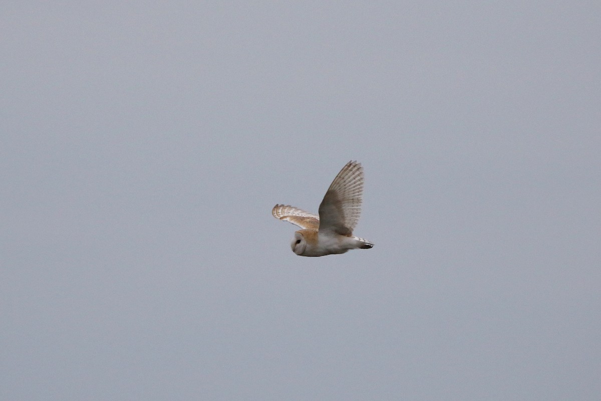 Western Barn Owl (Eurasian) - ML630441495