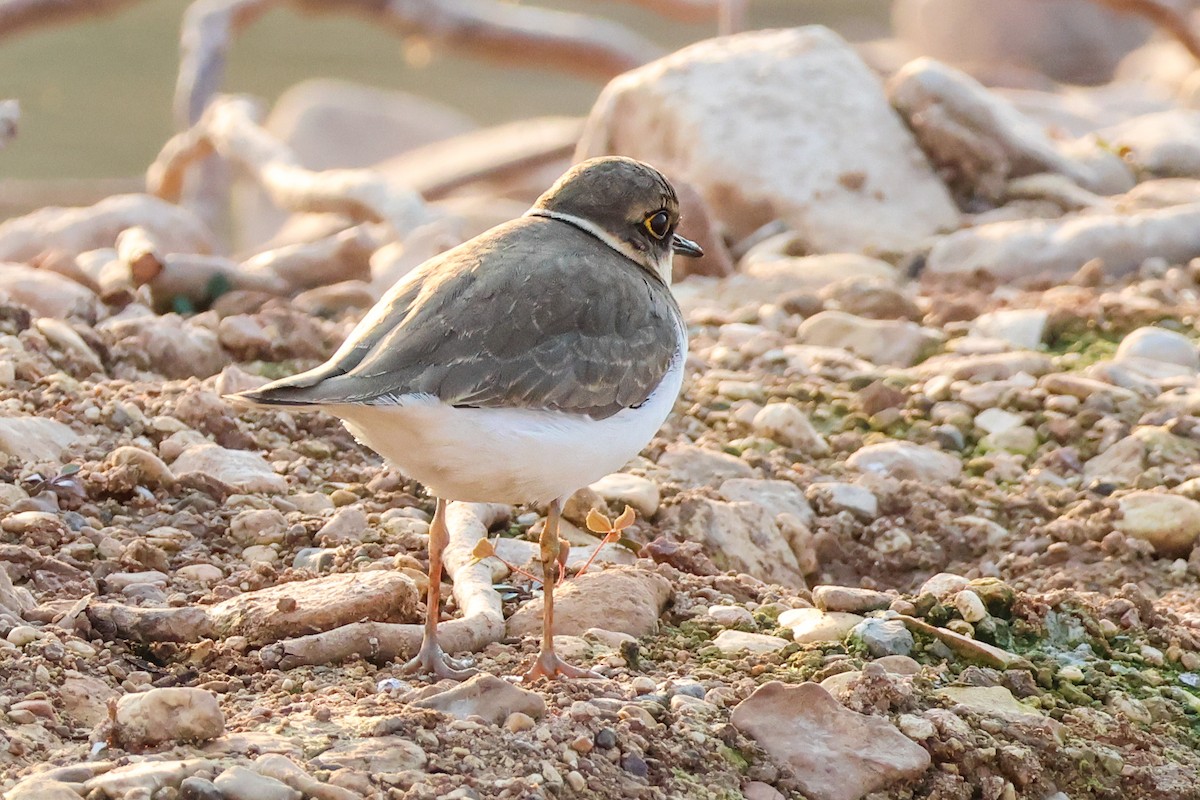 Little Ringed Plover - ML630442382
