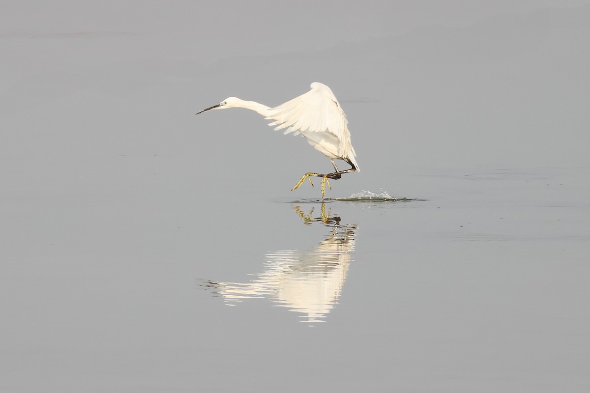 Little Egret - ML630442406