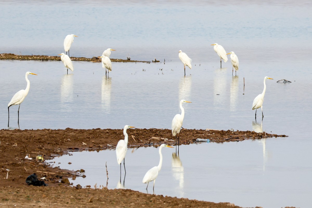 Great Egret - ML630442409