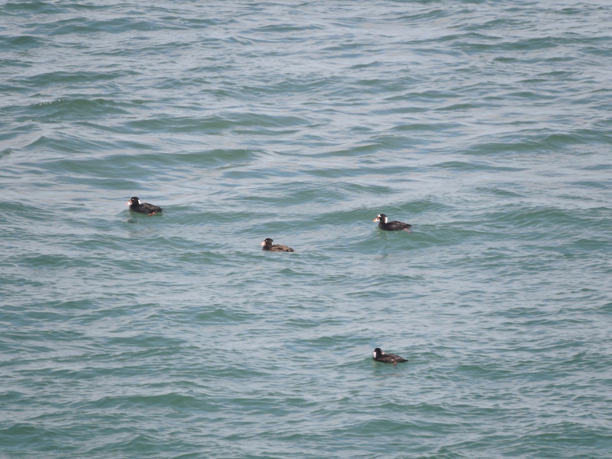 turpan pestrozobý - ML630442494