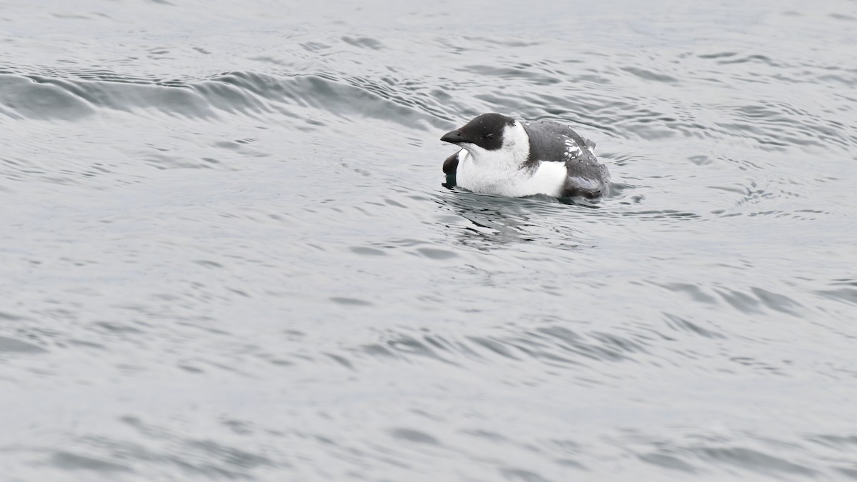 Dovekie - ML630442535