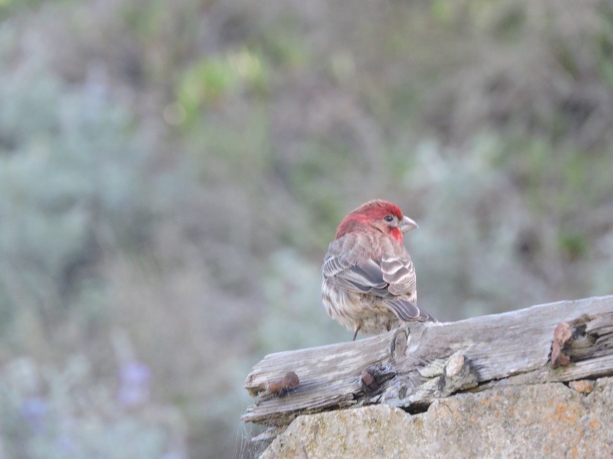 hýl rudoprsý - ML630442555