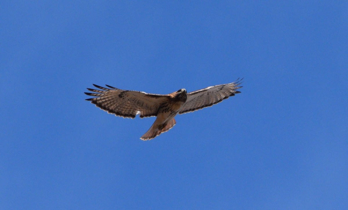 Buse à queue rousse (borealis) - ML630442579