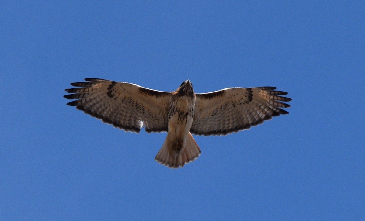 Buse à queue rousse (borealis) - ML630442580
