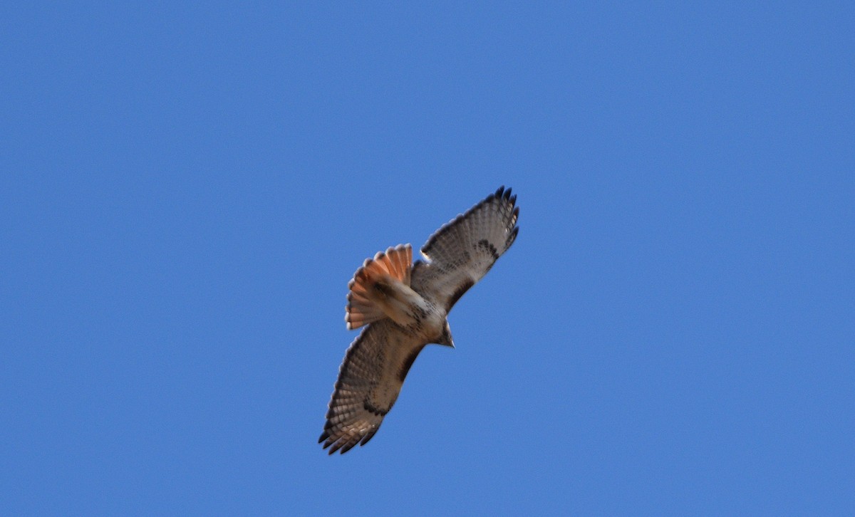 Buse à queue rousse (borealis) - ML630442583