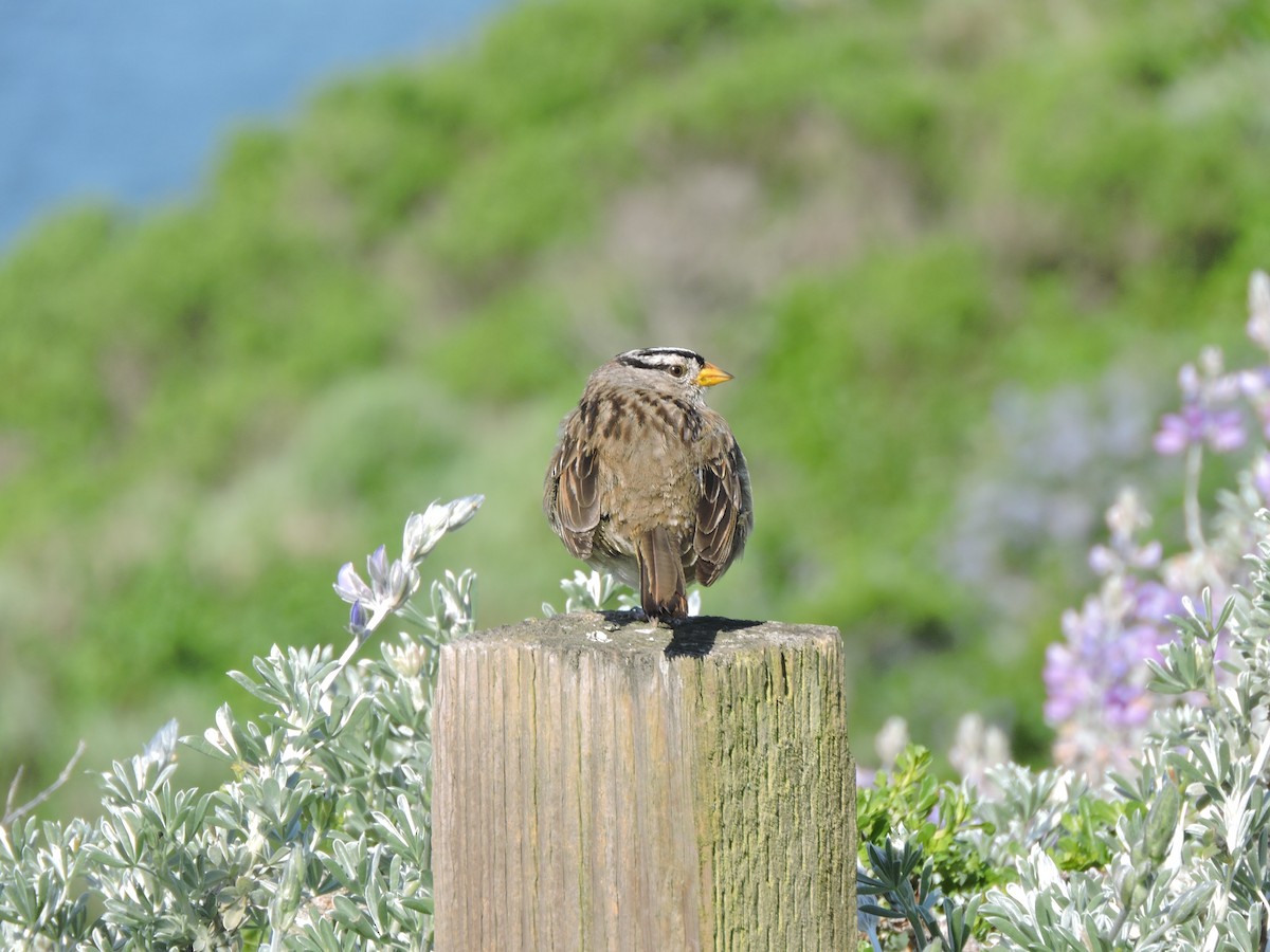 strnadec bělopásý - ML630442585