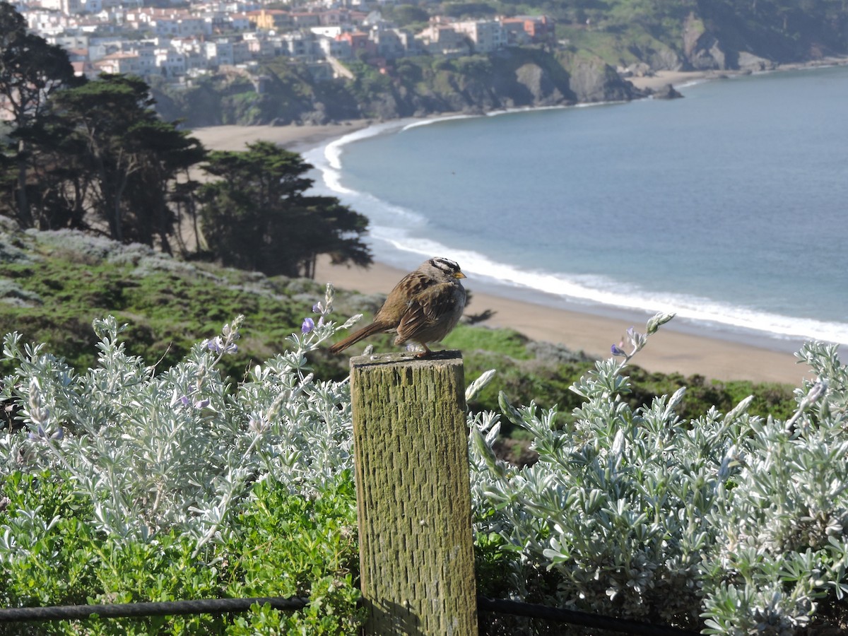 strnadec bělopásý - ML630442586