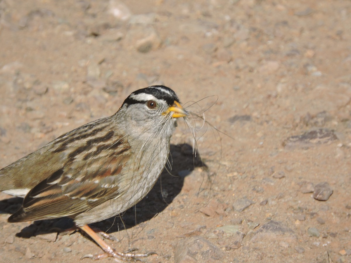 strnadec bělopásý - ML630442587