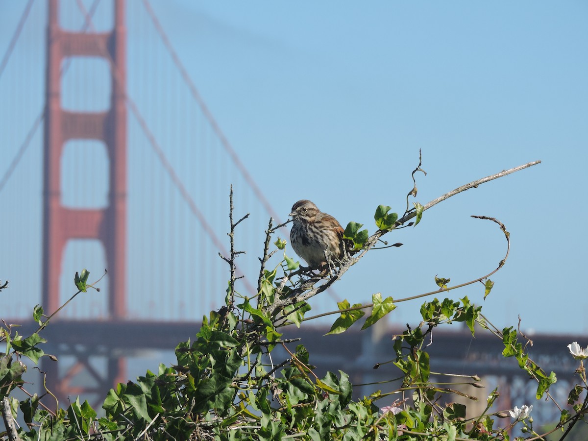 strnadec zpěvný - ML630442634