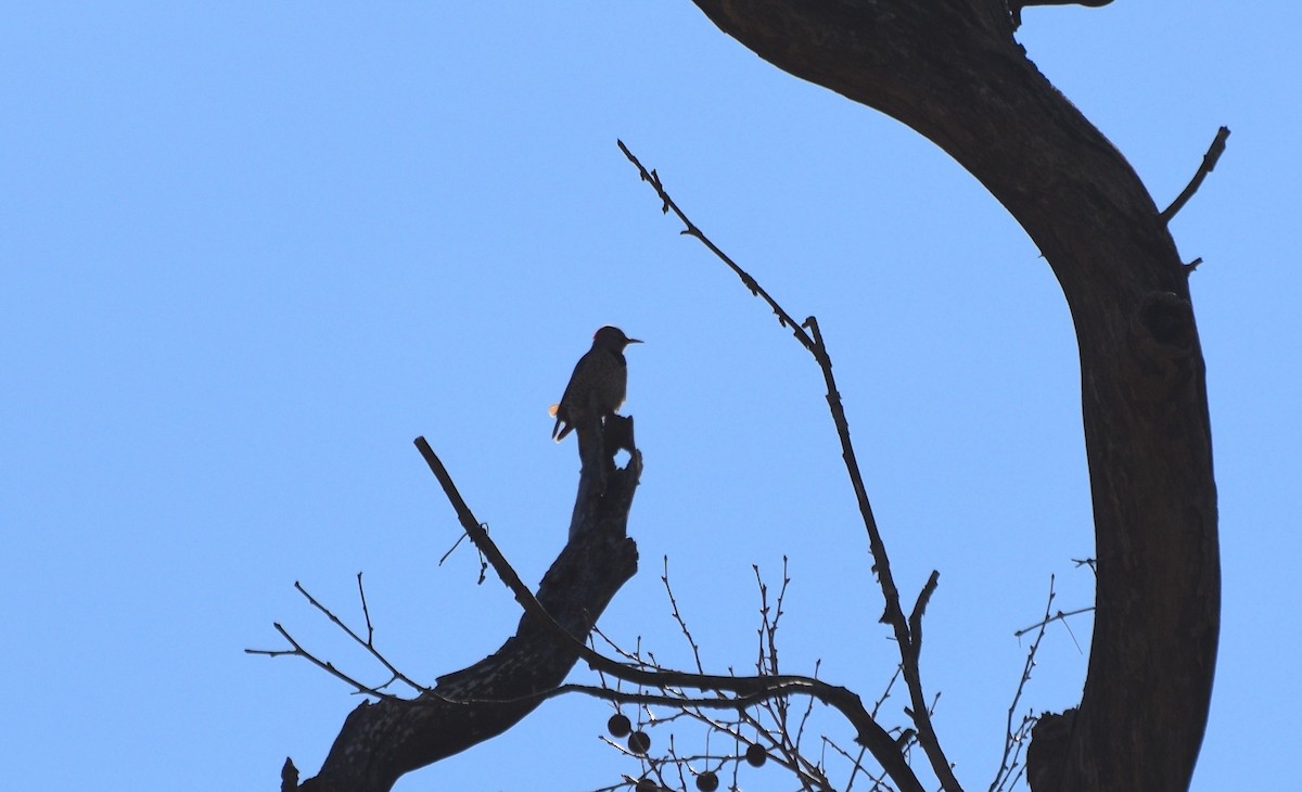 Pic flamboyant (auratus/luteus) - ML630442653